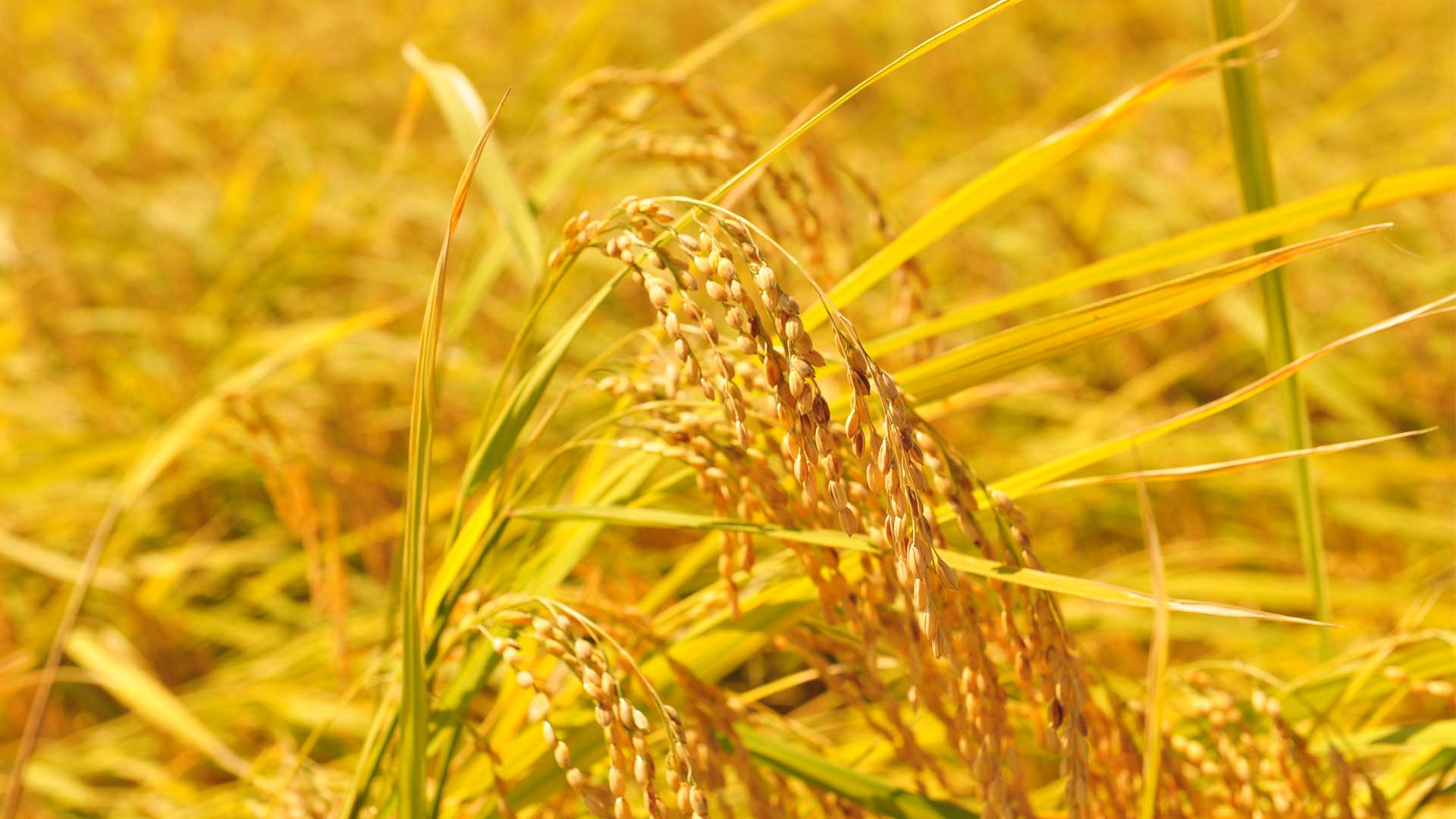 農匠ナビ株式会社